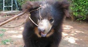 Lo Hanno Ustionato Ripetutamente, Trafitto Il Muso Con Un Ferro, Strappato I Denti E Gli Artigli, Tutto Per Farlo Diventare Un Orso Ballerino