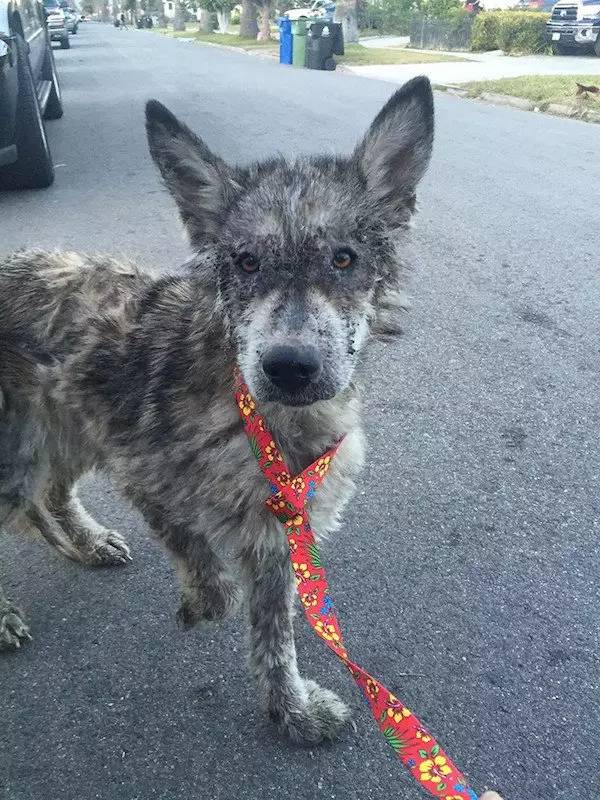 Salvano questo cane che stava morendo di fame. Ma dopo scoprono che non era un cane