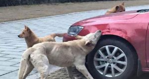 Un uomo caccia un cane randagio a pedate, il cane corre via ma subito dopo torna con i rinforzi e si prende una gustosa vendetta