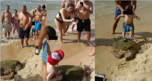 Tartaruga marina, viene tirata fuori dall’acqua dagli adulti perché i bambini possano salirci sopra