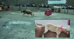 Legano un cane dalle zampe sul dorso di un toro che poi viene liberato in un’arena. Ecco la macabra cerimonia che avviene durante una festa religiosa.