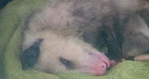 Ventimiglia: cucciolo malato gettato nel cassonetto! Dopo giorni di agonia il piccolo non ce l’ha fatta. Un’altra pagina nera nella cronaca italiana. Il popolo degli animalisti: “Vogliamo giustizia!!!”