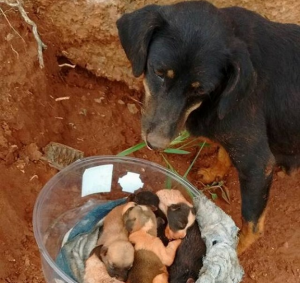 Donna Rischia L'Arresto Per Aver Salvare La Vita Al Suo Cane