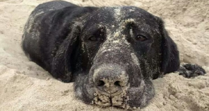 Una donna si rifiuta di entrare in acqua perché c’è un cane, mezz’ora dopo lui le cambia la vita