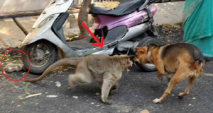 L’indifferenza della gente nei confronti di un cucciolo in pericolo è stata spezzata dal intervento di una scimmia che ha lasciato tutti di stucco…..