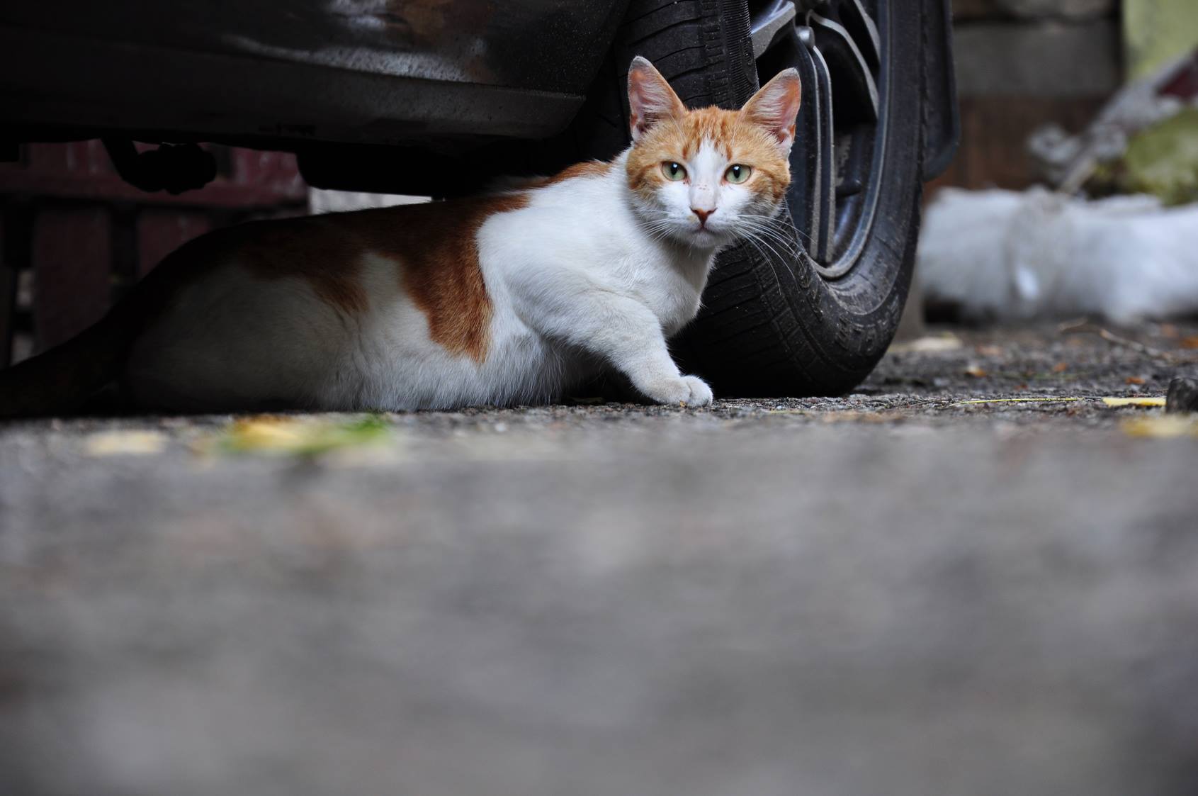 Trovano un cane pronto a morire ma la sua nuova famiglia decide di non arrendersi