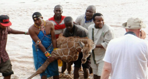 Quando Capirete Cosa Stanno facendo A Questo Cucciolo Di Giraffa Resterete Estasiati