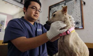 Per Diverse Ore, Sente I Guaiti Di Un Cane, Chiama I Soccorsi e Scopre …