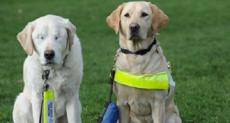 Un Cane Guida Per Ciechi Perde La Vista Dopo 6 Anni. Guardate Cosa Ha Fatto Il Suo Umano