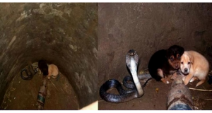 Ritrova I Cuccioli Intrappolati In Un Pozzo Insieme Ad Un Cobra, Ciò Che Fa Il Serpente Vi Lascerà Di stucco