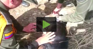 Quando Lo Hanno Tirato Fuori Dall’Acqua Il Povero Cane Non Respirava Più, Ma Guardate Allora Cosa Fanno Questi Poliziotti…