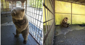 Ingabbiato dalla nascita, questo povero orsetto solo e depresso, ha scosso i cuori di molti utenti. Nella sua solitudine, l’orso è stato fotografato svariate volte mentre abbraccia se stesso in cerca di conforto.