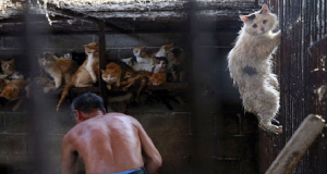 Questo Gatto Terrorizzato Vedeva Come I Suoi Compagni Venivano Macellati E sapeva Che Quello Era Il Suo Destino Finché…