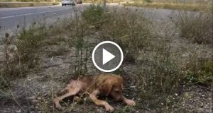 Affamato e ferito si sdraiò nel mezzo di un autostrada ad aspettare la fine. Molti lo videro ma nessuno si fermò ad aiutarlo fino a quando arrivò un’angelo e cambiò il suo destino…