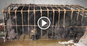 Ha trascorso tutta la vita in una minuscola gabbia, l’orso Tuffi non riesce a contenere la felicità quando viene liberato. Le immagini sono emozionanti.