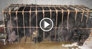6 Esilaranti Situazioni Vissute Prima E Dopo Aver Avuto Un Cane