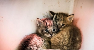 Trova tre gattini abbandonati lungo una strada e decide di aiutarli e di adottarli ma quando li porta dal veterinario scopre che in realtà non sono dei semplici gatti.