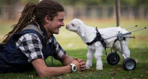 Qual’è La Differenza Tra Una Capra E Un Cane? Nessuna!! Nuovi Studi Lo Rivelano