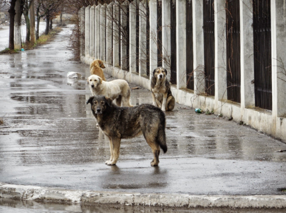 Filma Per 6 Settimane Il Cane Del Vicino: Ciò Che Scopre Gli Spezza Il Cuore