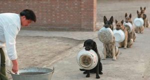 Cani e gatti ripresi durante la cena in momenti particolari in cui…