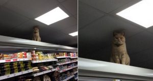 Ogni Giorno Questo Gatto Entra Nel Supermercato E Si Mette Sopra Lo Stesso Scaffale Il Motivo Vi Lascerà Senza Parole