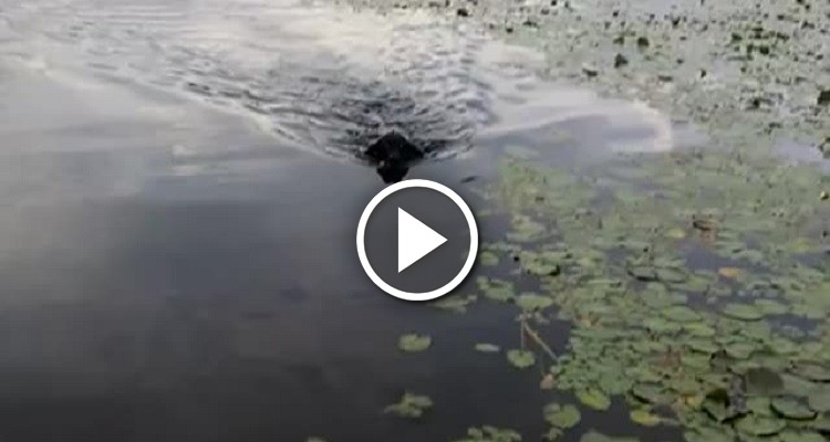 Il Cane Si Butta Nell’Acqua! Quando Il Proprietario Capisce Il Motivo Rimane Di Stucco