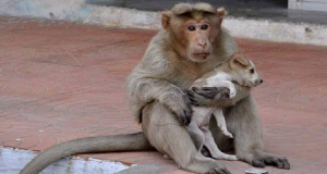 Il bambino fa dell'aria rumorosa, guardate il cane cosa fa … HAHAHAHA!!