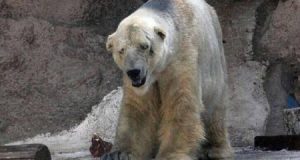 Addio Arturo, L’Orso Più Triste Del Mondo Ci Lascia Senza Aver Mai Conosciuto La Libertà