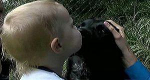 Labrador salva bambino dalla babysitter che lo maltrattava all’insaputa dei genitori…