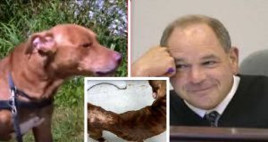 “occhio per occhio, dente per dente” ecco la giustizia del giudice Michael Cicconetti per chi maltratta gli animali