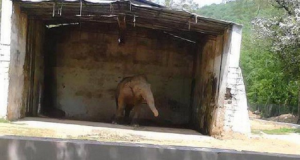 Dopo L’Orso Arturo Ecco L’elefante Kaavan, Incatenata E Maltrattata In Uno Zoo – Possiamo Aiutarla