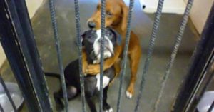 I volontari di un canile postano la foto di 2 cani che stavano in lista per l’eutanasia