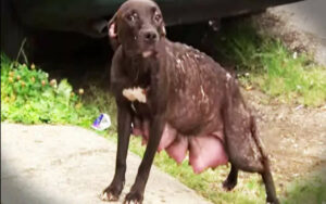 Le portano via i suoi cuccioli e a lei la lasciano per strada, abbandonata a se stessa.