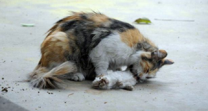 Hanno Messo Fine Alla Vita Dei Suoi Cuccioli E Lei Cerca Di Rianimarli, La Triste Storia Di Una Gatta Randagia