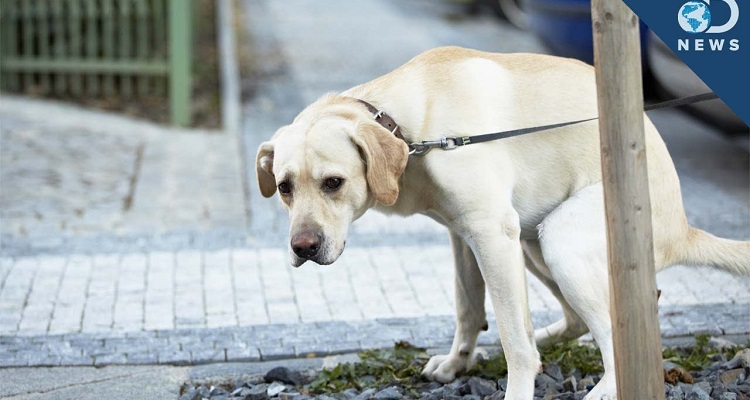 Questa è la ragione per cui il tuo cane gira su se stesso prima di fare i suoi bisogni. Ci avresti mai pensato?