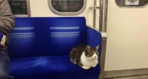 Questo Gatto Di Tokio Prende Regolarmente La Metro Da Solo, Il Motivo Vi Lascerà Ancor Più Di Stucco