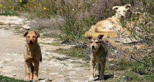 Questo Cane Con Due Nasi Era In Lista Per Essere Soppresso Ma, All’ultimo Momento, Un Uomo Lo Ha Salvato