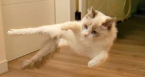 Kuli, il gatto con un solo occhio che ama il mare [VIDEO]