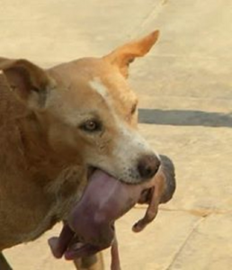 Nessuno Voleva Questo Cucciolo Perché Non Poteva Camminare. Ma Guardate Cosa Succede Quando Qualcuno Gli Dimostra Di Amarlo