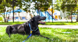 “Oggi sono morto”.Ecco l’ultimo giorno di Duke, il commovente addio all’amato cane malato di cancro terminale