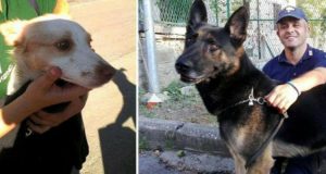 Il pastore Grimm salva tante vite, per la prima volta salva un altro cane, un dolcissimo meticcio rimasto orfano