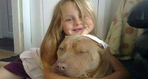 Strappato tra le braccia di una bambina autistica perché accusato di essere un Pitbull