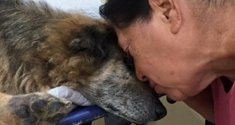 Commovente addio di una donna al cane che aveva salvato 17 prima
