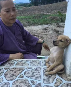 Fujiko ancora aspetta il suo padrone, tra loro un grande amore, ora è un Angelo