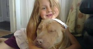Firmate La Petizione! Il Commovente Appello Di Una Bambina Autistica Per Salvare La Sua Pitbull Darla Dall’eutanasia