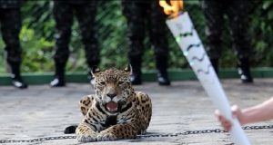 Il giaguaro Juma prima sfila con la torcia olimpica, poi scappa e viene abbattuto. Polemiche a Rio2016