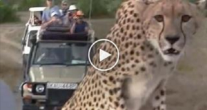 Un gruppo di turisti ad un safari vedono un ghepardo, ma il grosso felino li stupisce con un comportamento davvero insolito…..