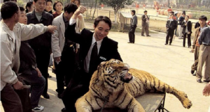 Somministrano droghe alle tigri perché i turisti possano farsi le foto nei modi più spregevoli….