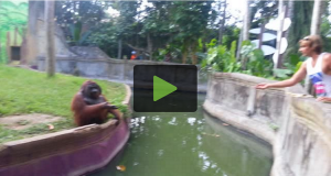Lancia del cibo all’orango: la reazione dell’animale lasci tutti di stucco