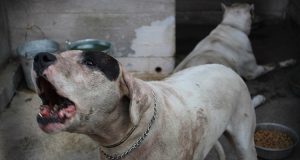 “verranno abbattuti o pure affidati agli animalisti” Ecco la fine dei cani di Mascalucia
